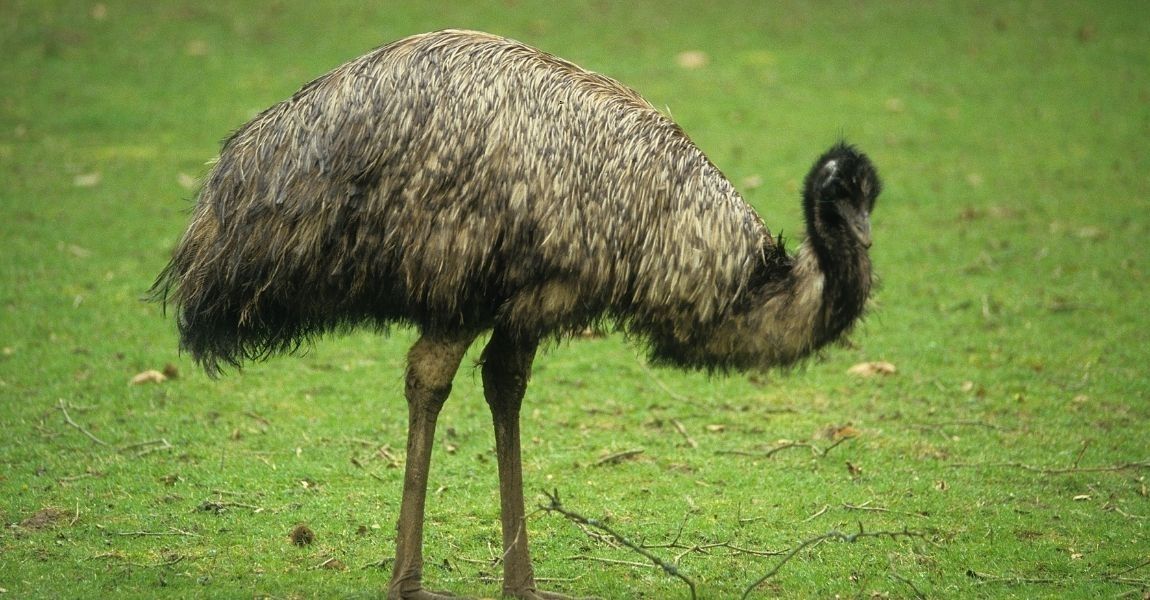emu
