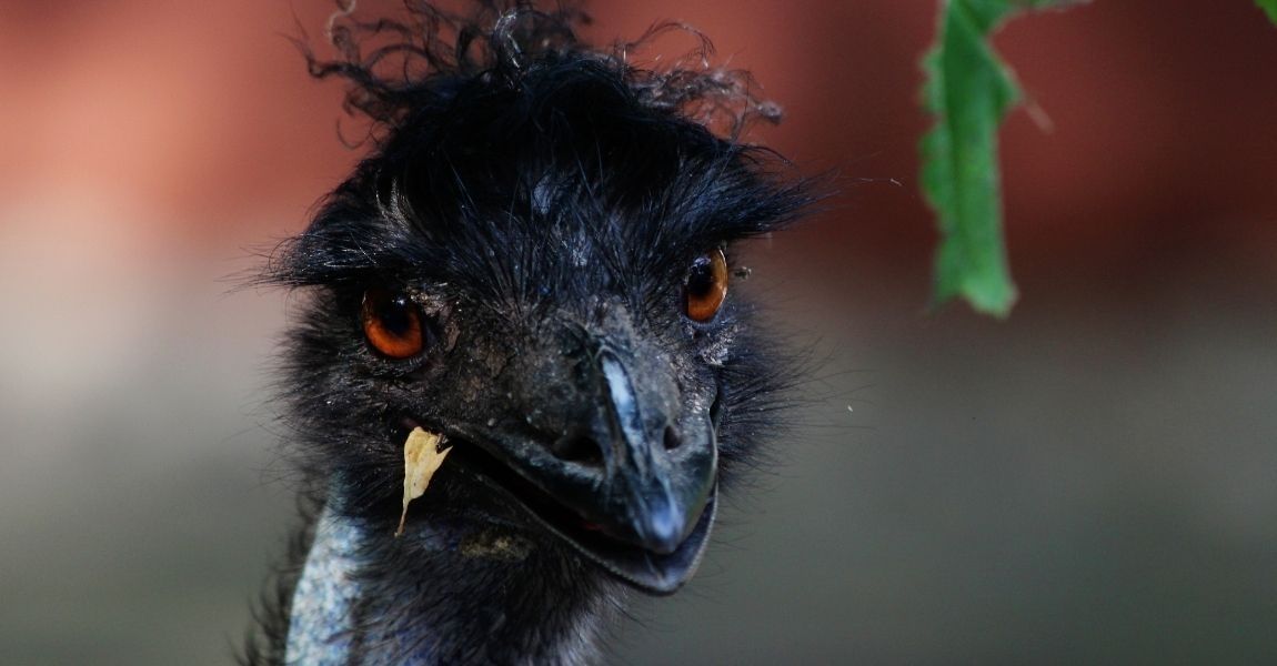 emu