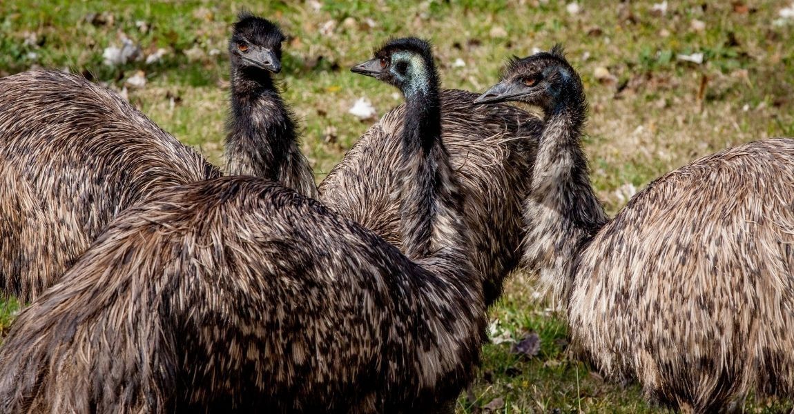 Emu 