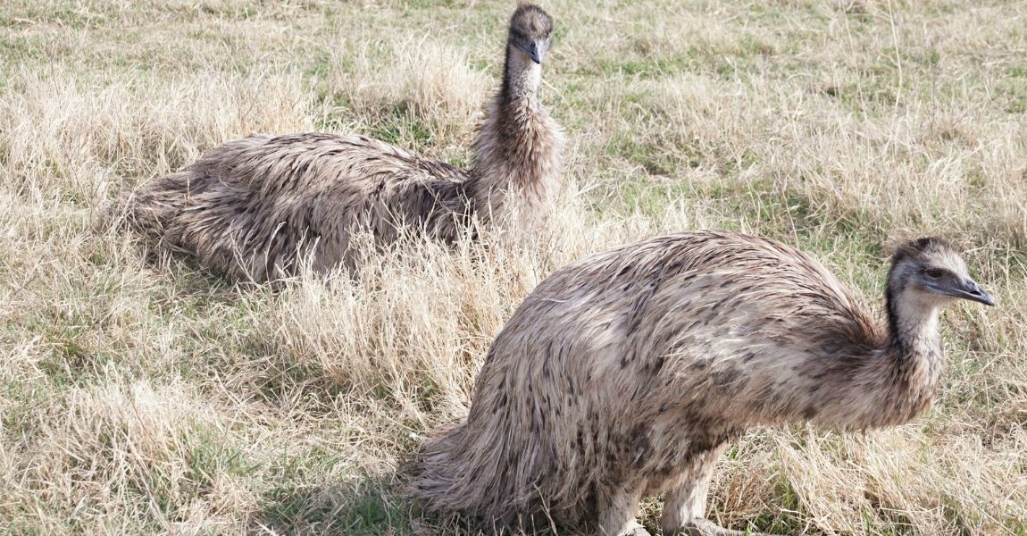 Emu