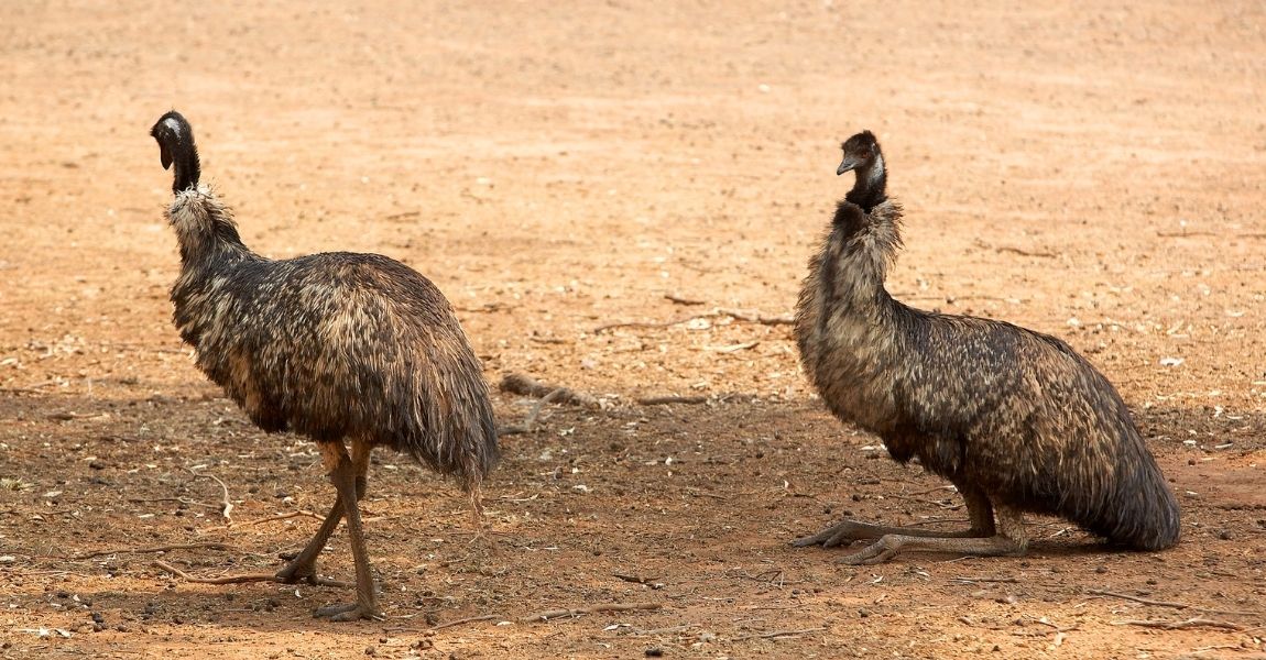 Emu 
