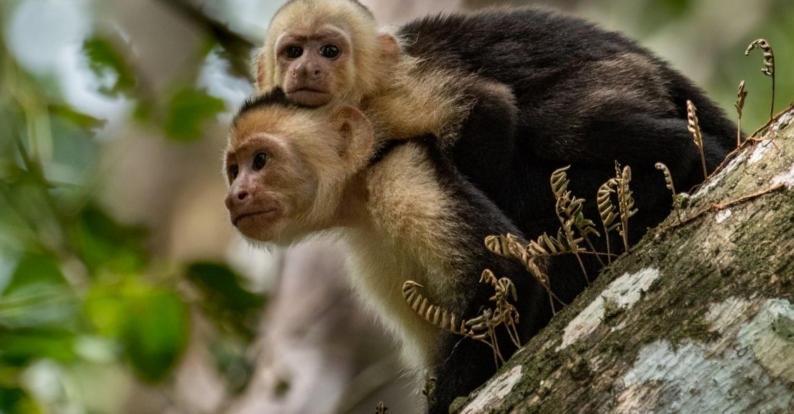 Capuchin Monkey