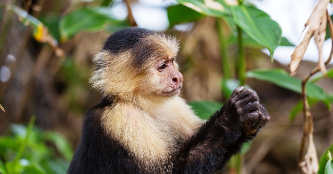 Capuchin Monkey