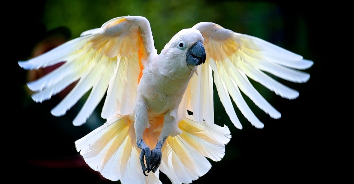 Cockatoo