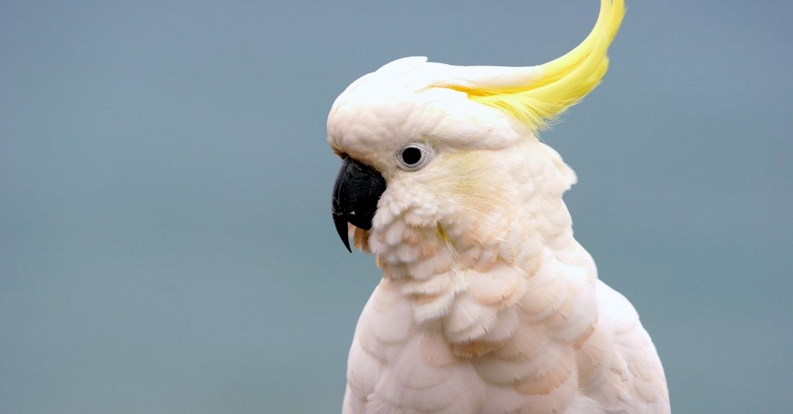 Cockatoo