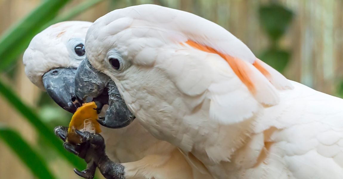 Cockatoo