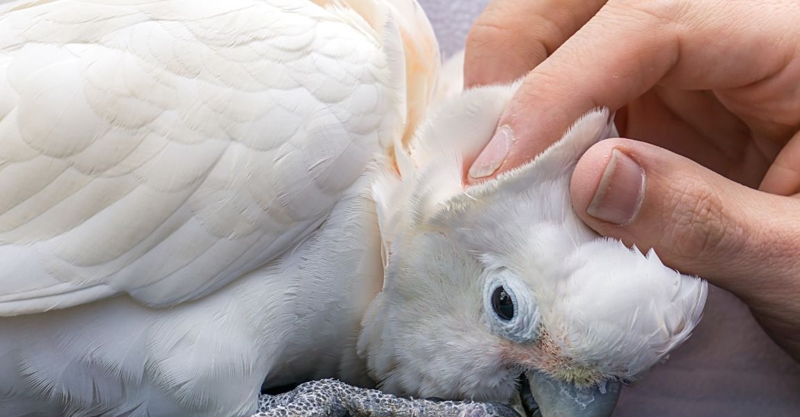 Cockatoo