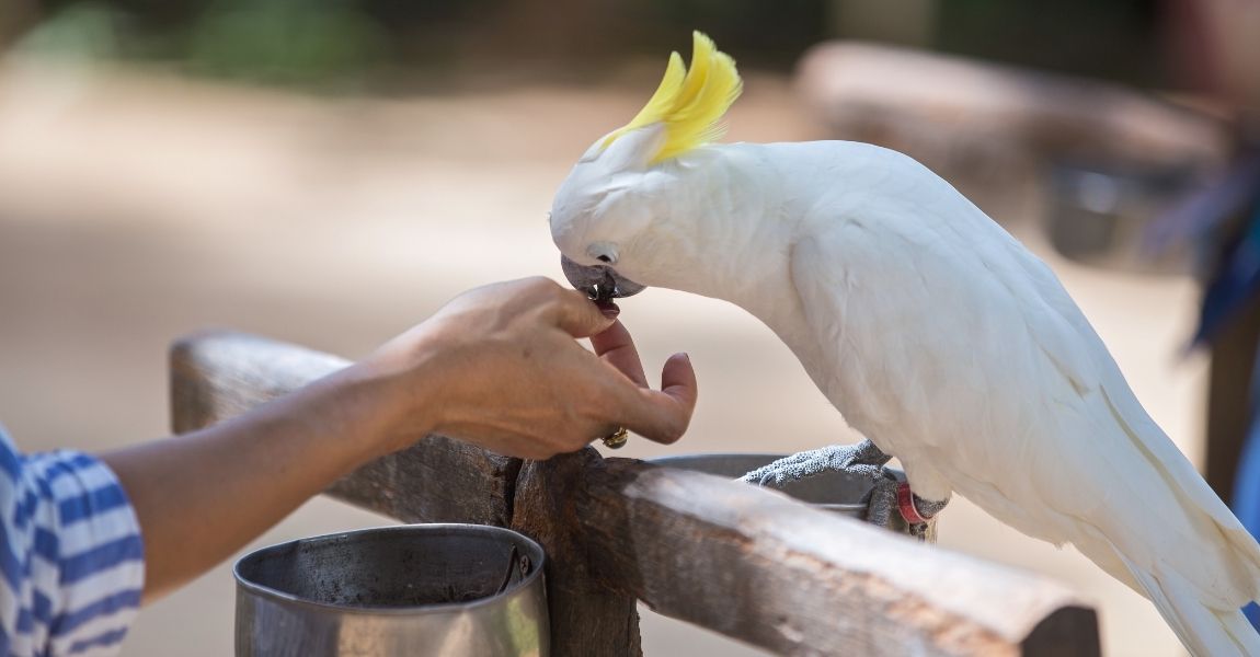 Cockatoo