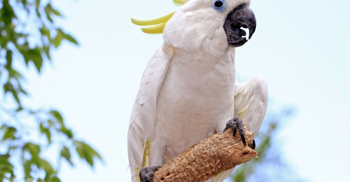 Cockatoo