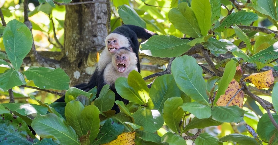 Capuchin Monkey