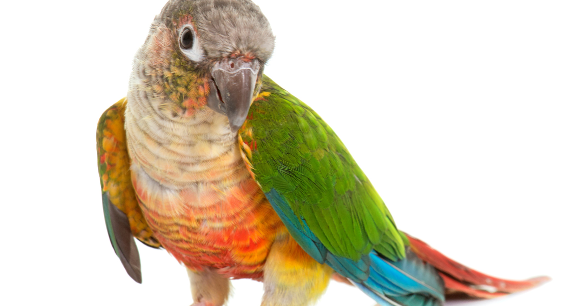 Conure