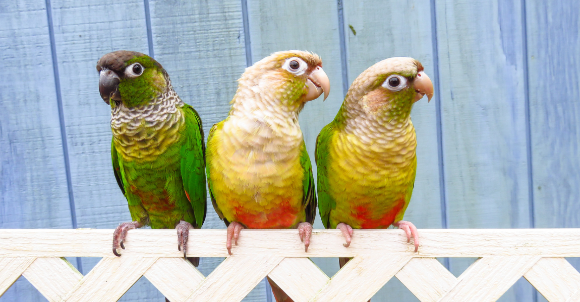 Conures