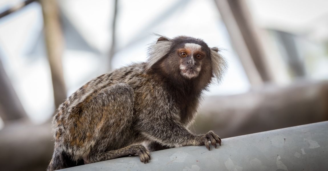 Marmoset Monkey