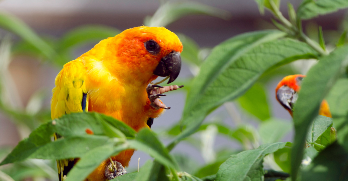 Conure