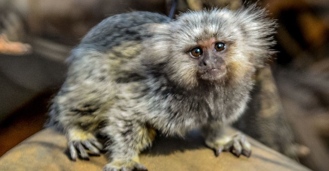 Marmoset Monkey