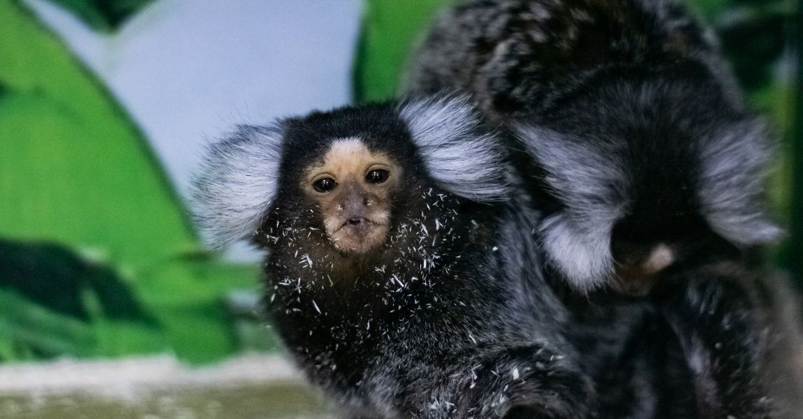 Marmoset Monkey