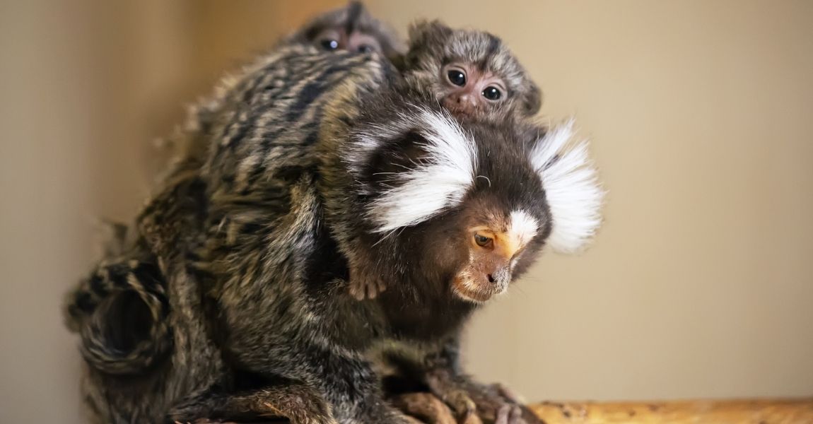 Marmoset Monkey