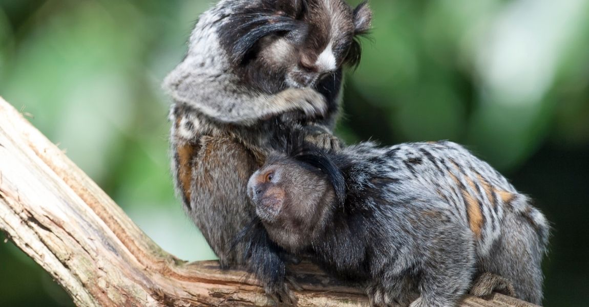 Marmoset Monkey