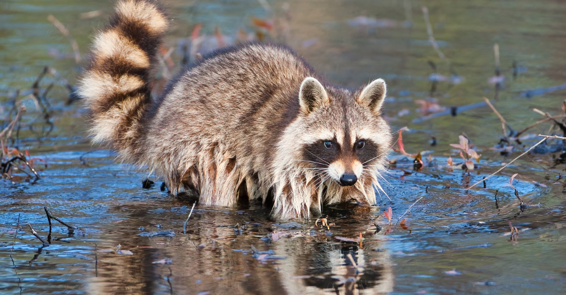 raccoon 