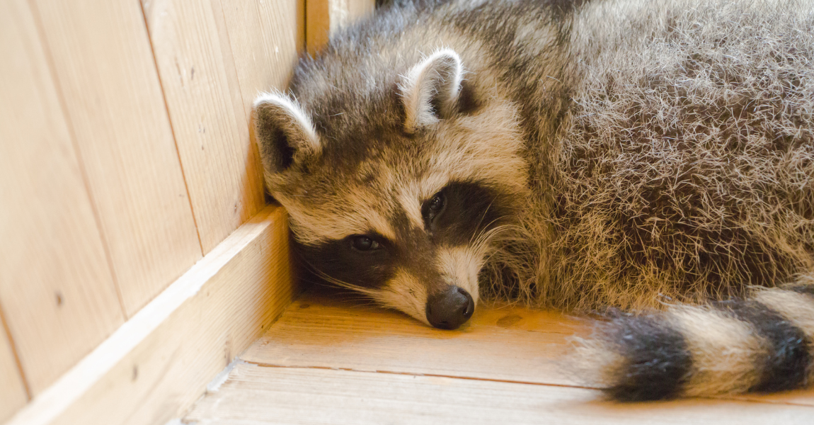 raccoon