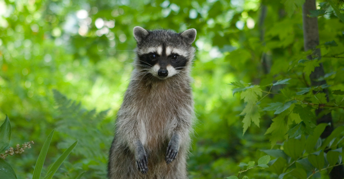 raccoon 