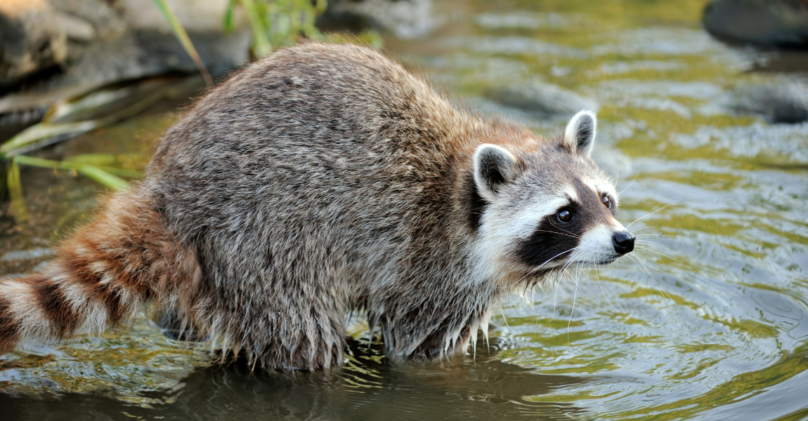 raccoon 