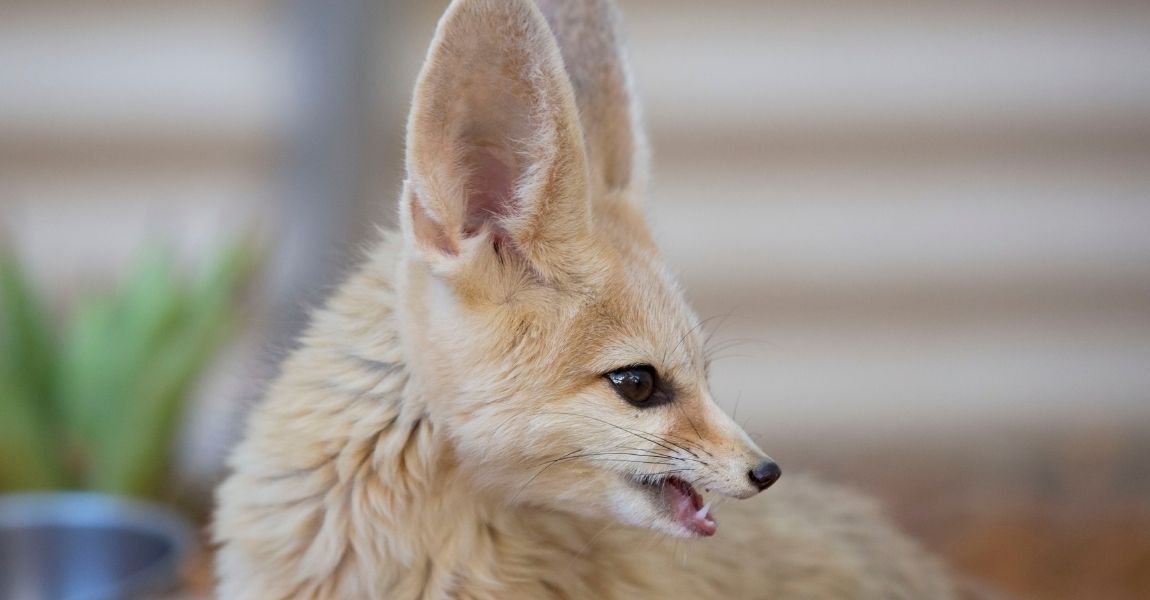 fennec fox