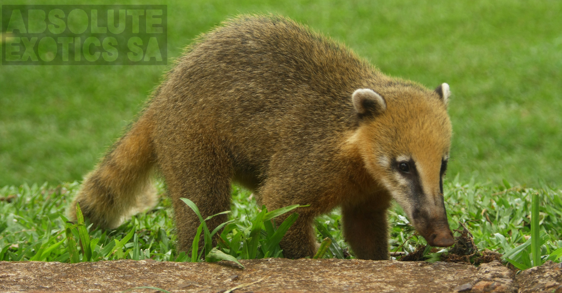 coati bear