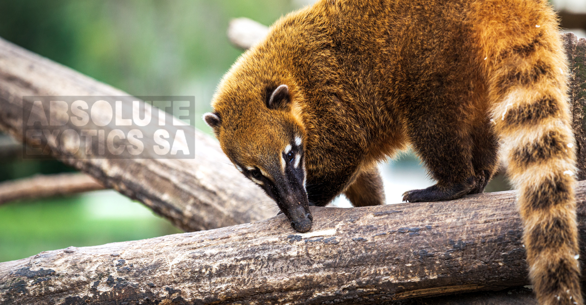 coati bear