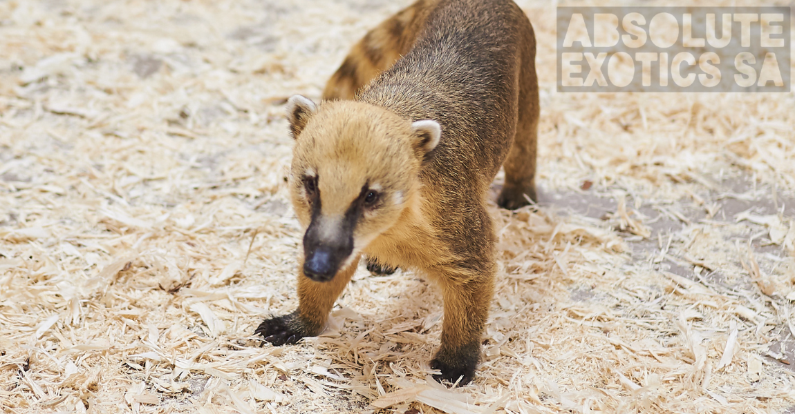 coati bear
