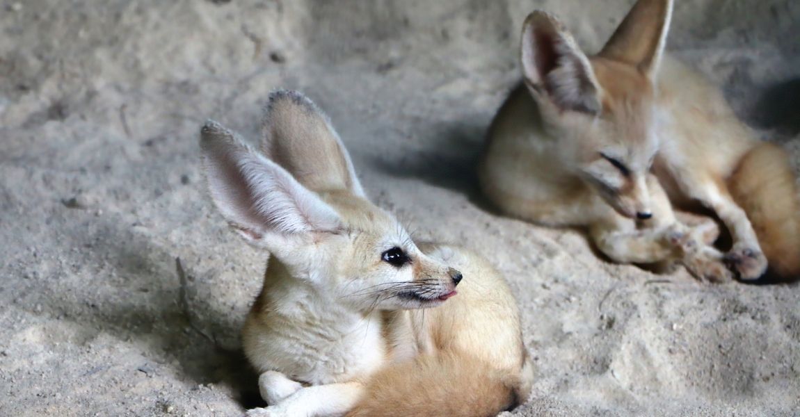 Fennec diet best sale