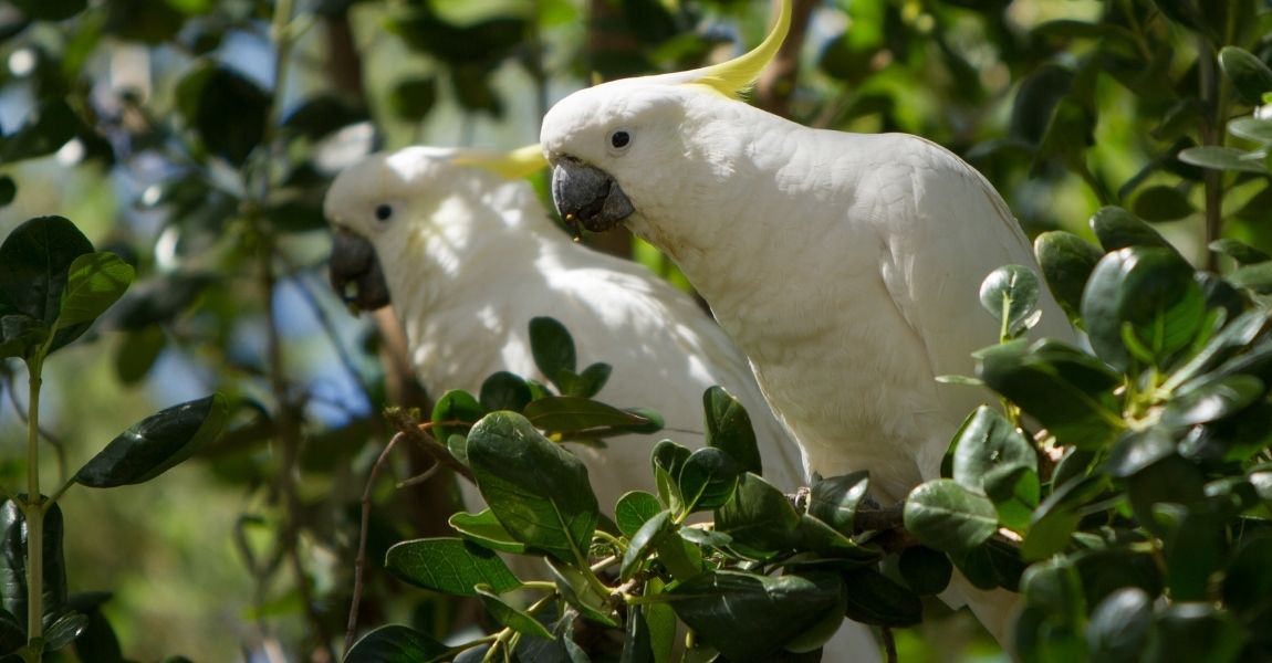 Cockatoo