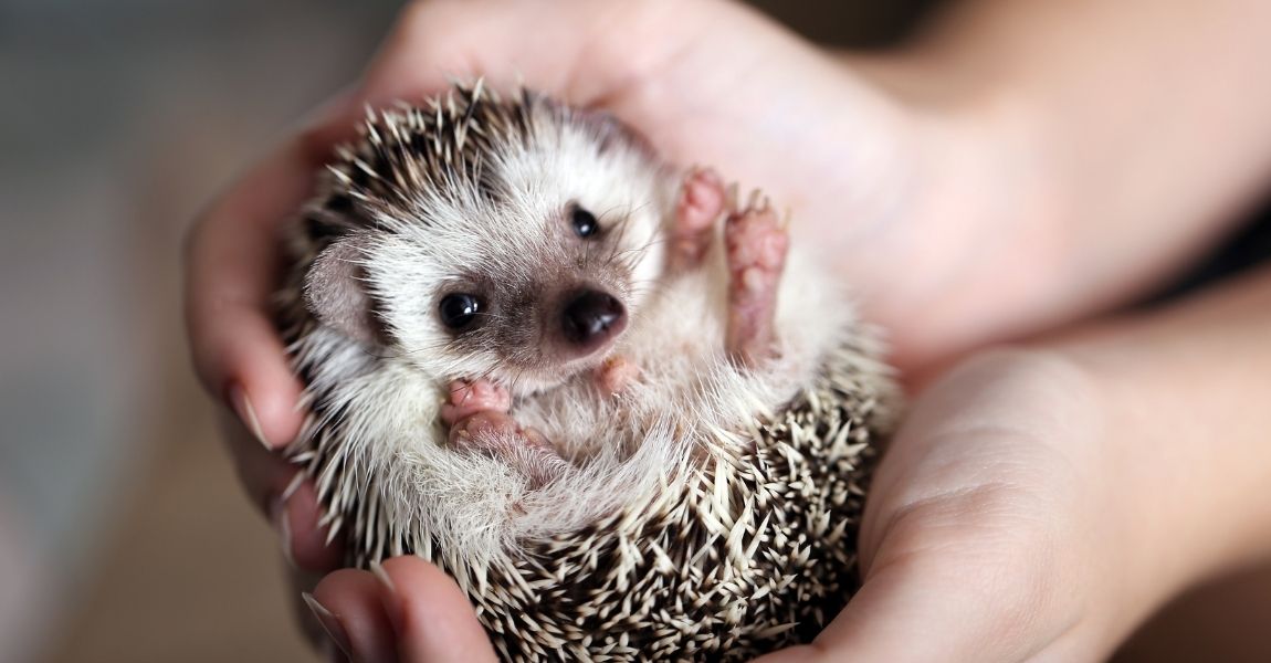 Hedgehog