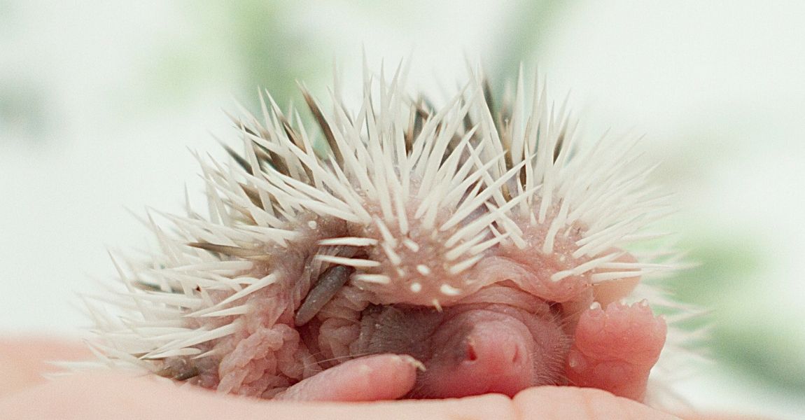 Hedgehog