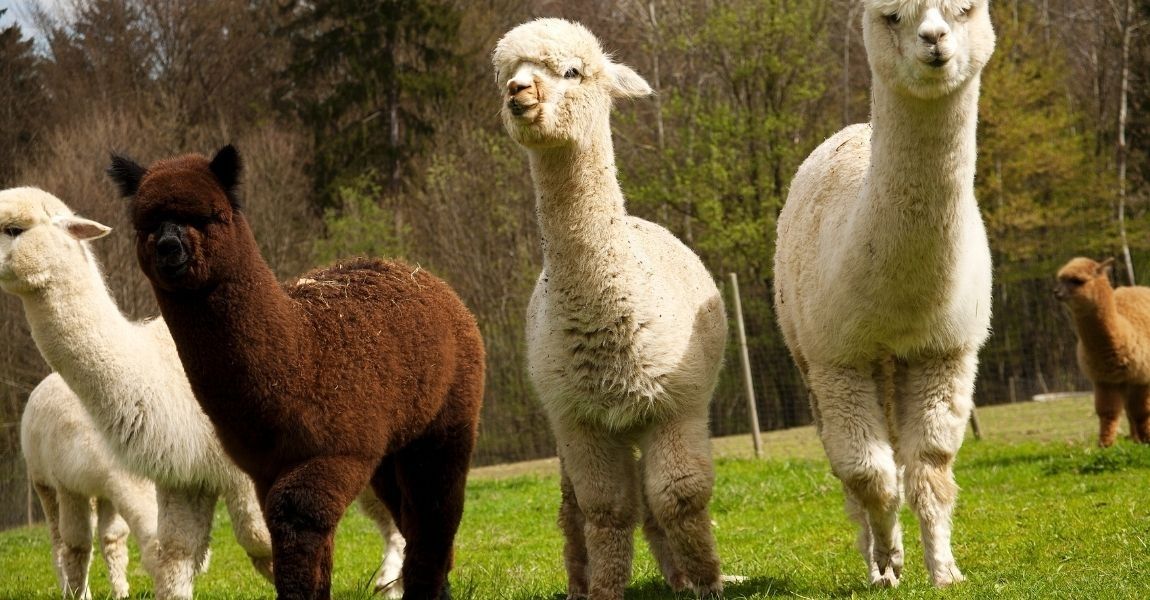 alpaca 