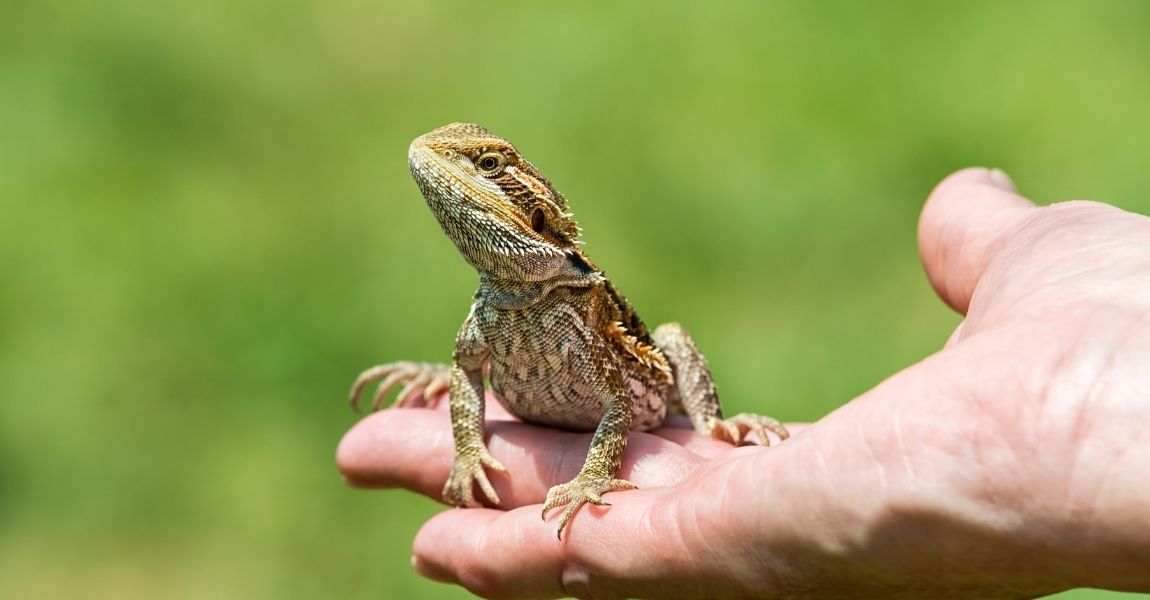 Keeping Your Pet Bearded Dragon Happy and Healthy: A Comprehensive Guide 