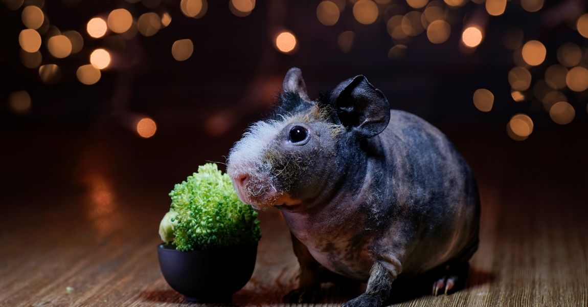 skinny pig 