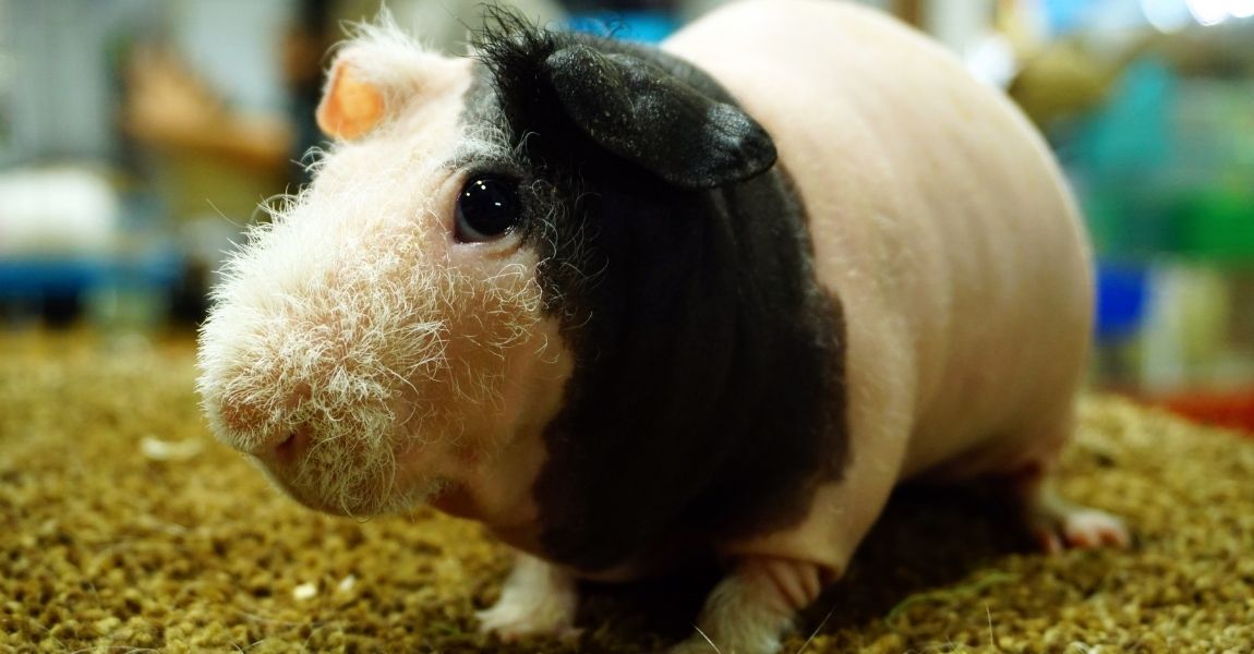 skinny pig 