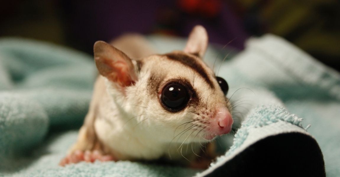 Your Guide to Being a First-Time Sugar Glider Owner 