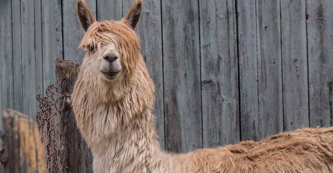  Enrichment and Stimulation for Happy and Healthy Alpacas 