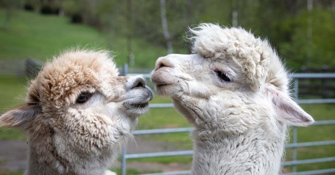 alpaca 