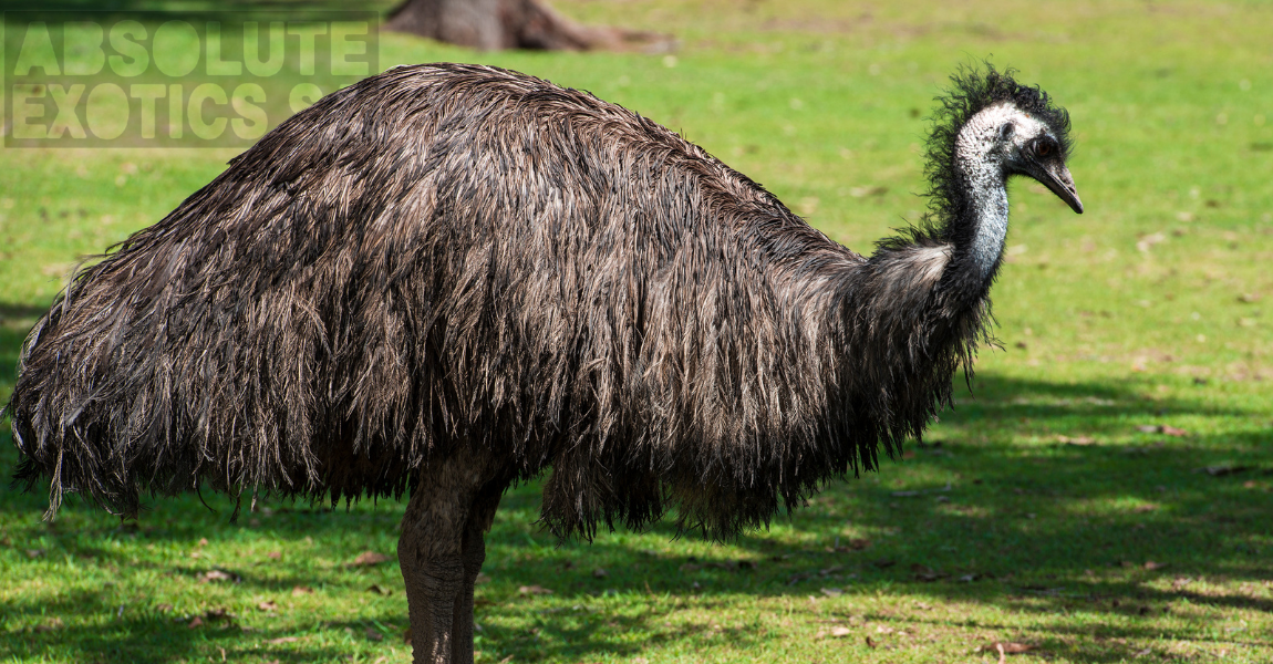 emu