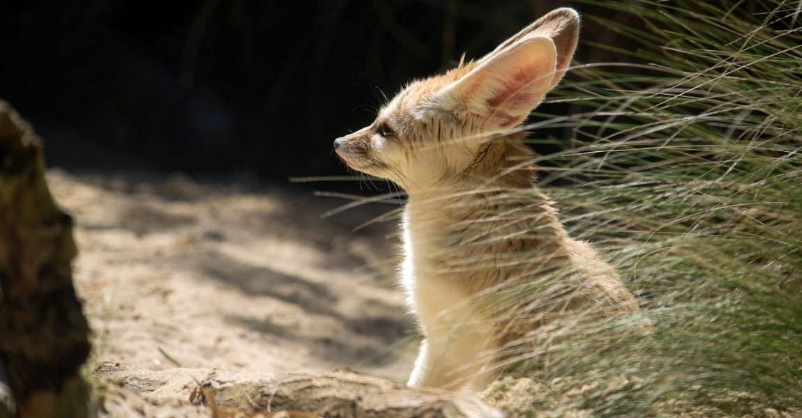 fennec fox 