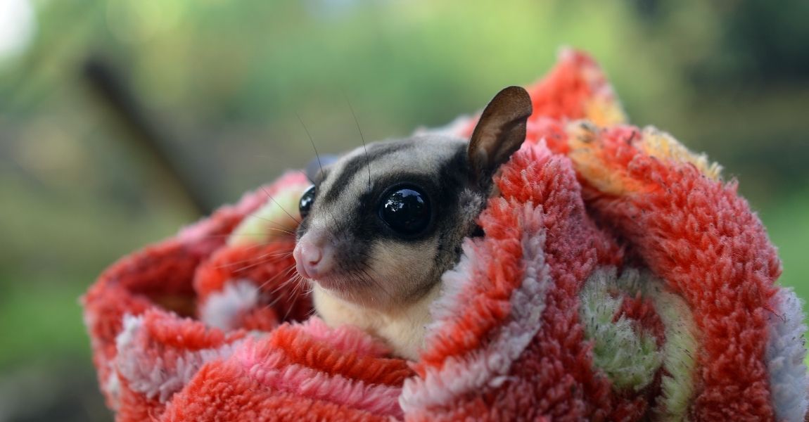 sugar glider 