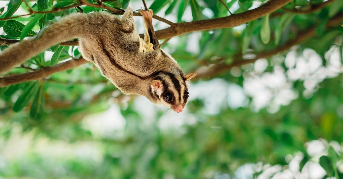 Marmoset Monkey