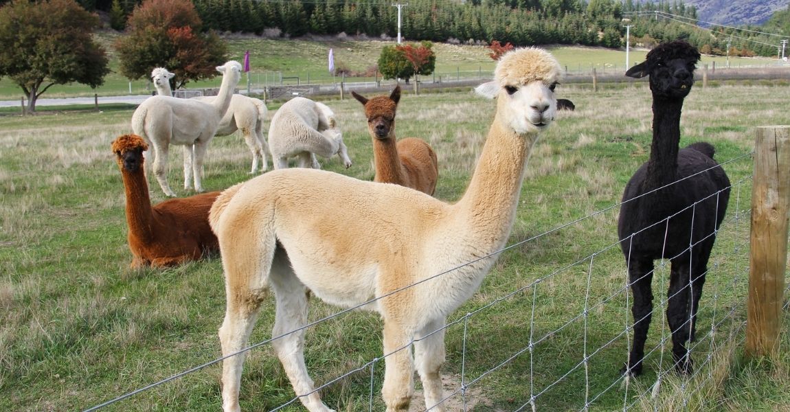 Unveiling the Charm: Fascinating Facts About Alpacas 