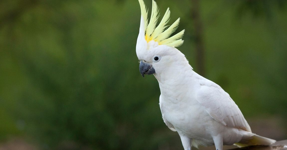 Cockatoo