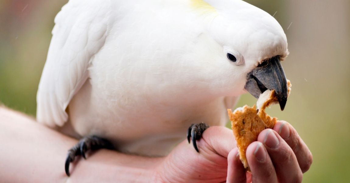 Cockatoo