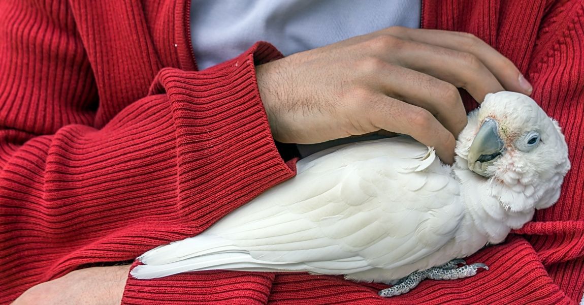 Cockatoo