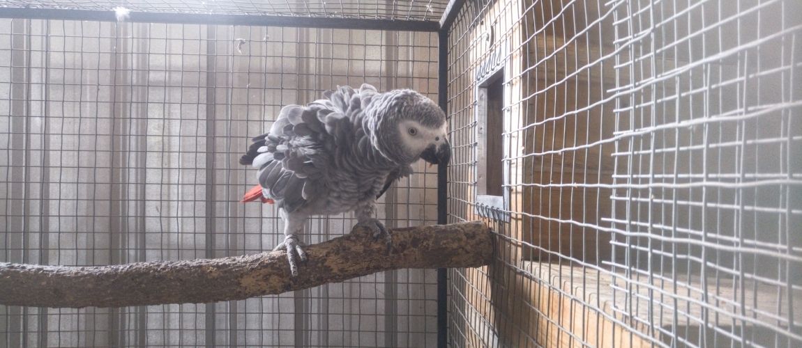 Things You Must Know About Your African Grey Parrot